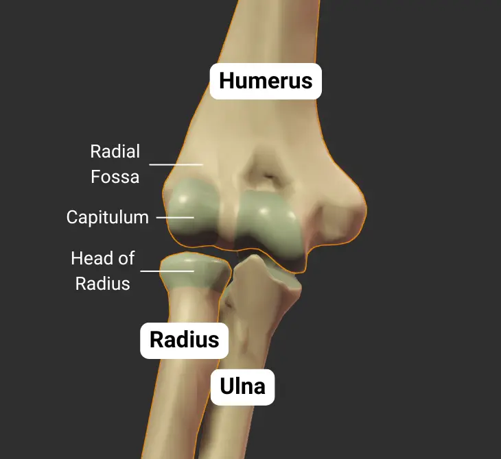 Humeroradial Joint - anterior - default